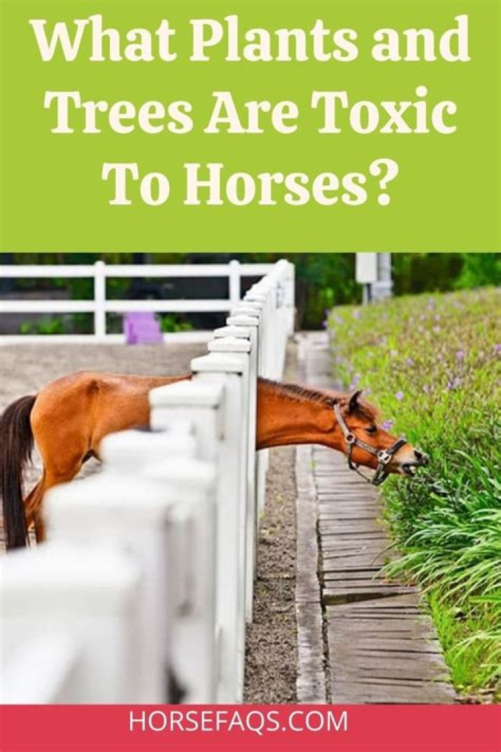 Are fiddleneck plants toxic to horses?