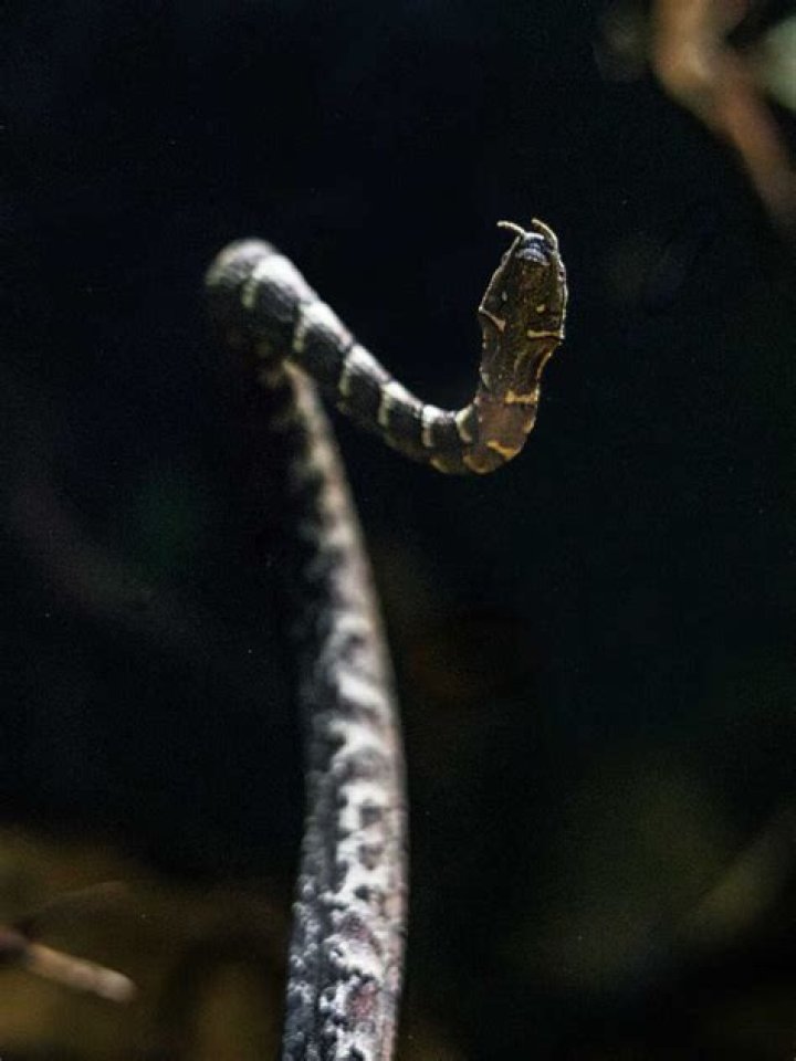Are tentacled snake good pets?