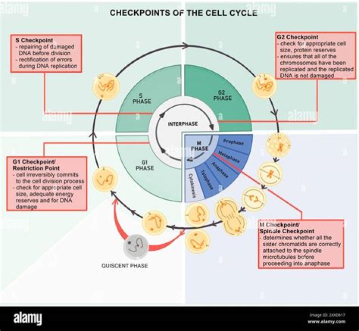 At what point does the cell undergo cytokinesis?