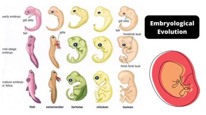 Can embryology show that organisms are related?