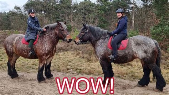 Can horses with wobblers be ridden?