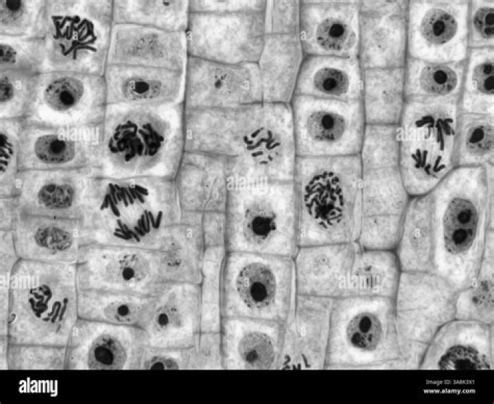 Can tetraploid cells undergo mitosis?
