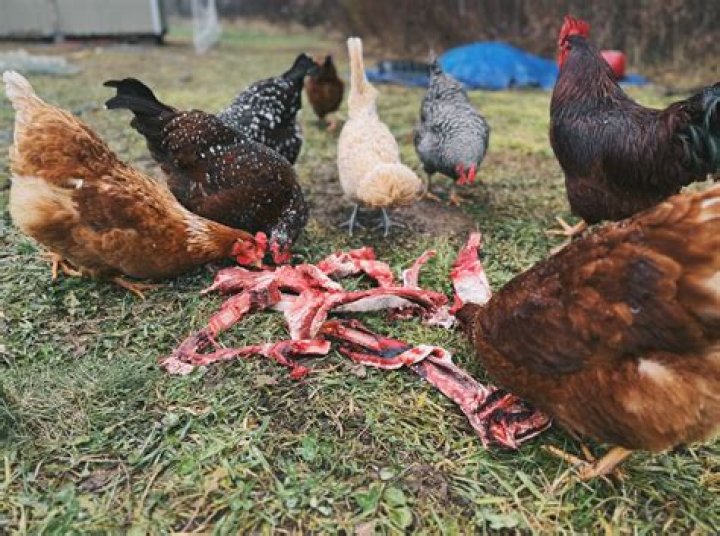 Can you have chickens in pasadena tx?