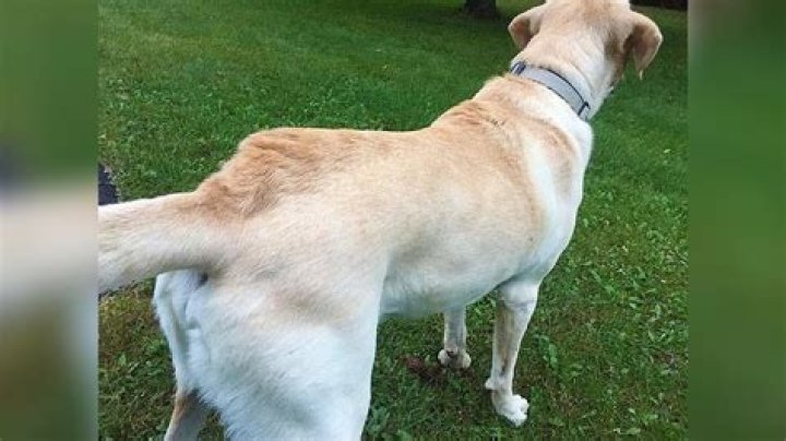 Do all dogs have hackles?