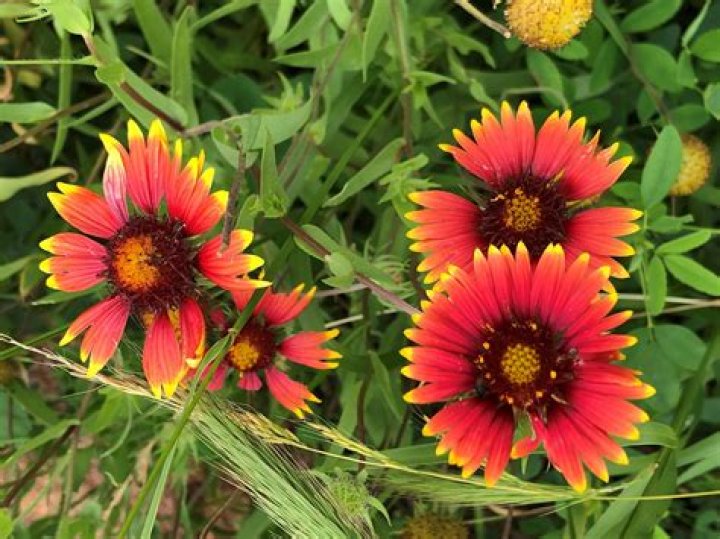 Do bees like blanket flower?