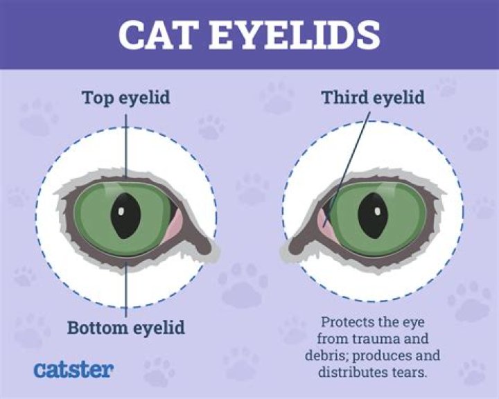 Do cats have sclera?