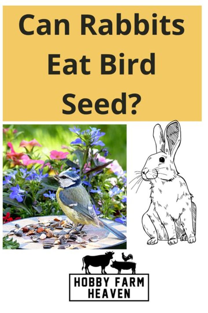 Do rabbits eat bird seed?