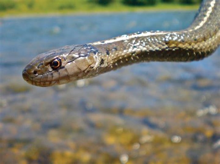 Do snakes watch telly?