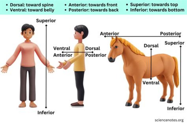 Does dorsal mean anterior?