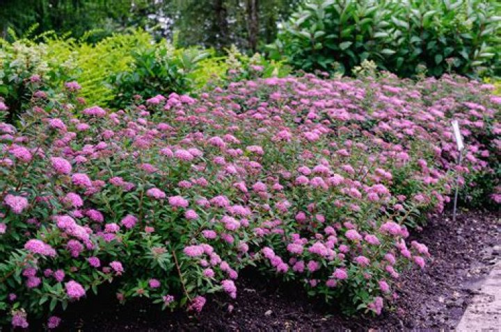Does spirea like sun or shade?