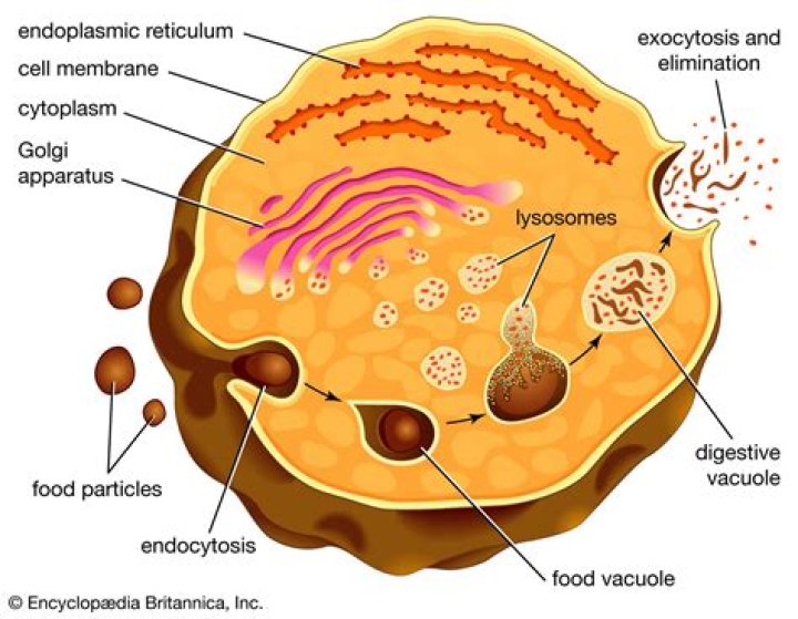 How are lysosomes similar to vacuoles?