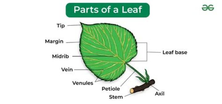 How can we decolourise a leaf explain?