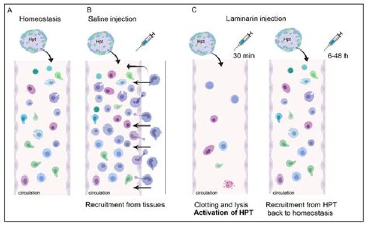 How to take hemocyte plus?