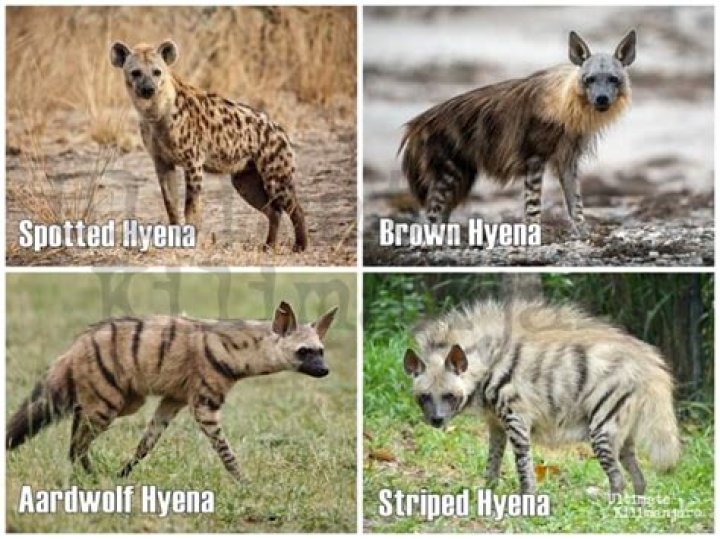 How vicious are hyenas?