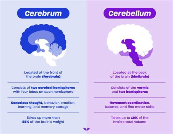 In cerebrum and cerebellum?