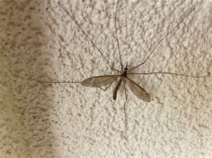 Is a crane fly a fly?