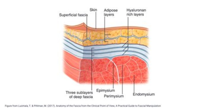 Is gastrodermis the same as endoderm?