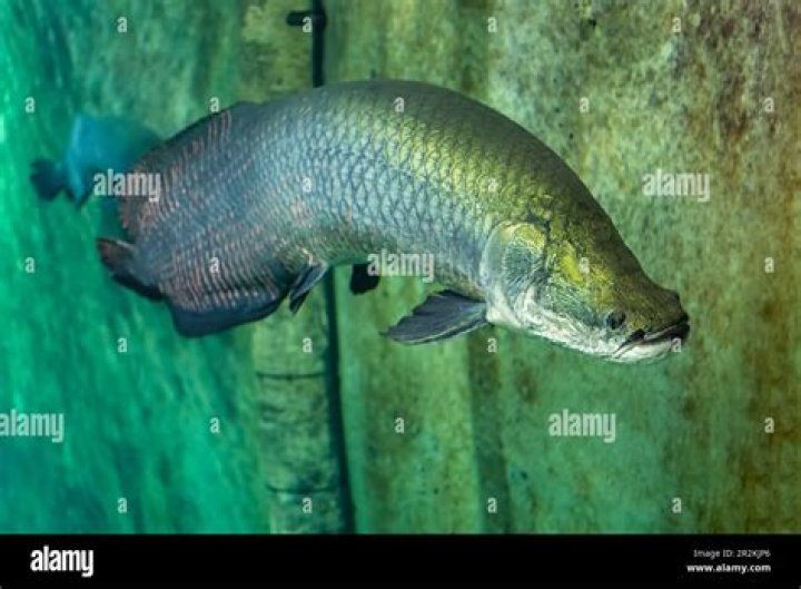 Is sheatfish a catfish?
