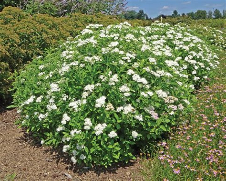 Is spiraea good for wildlife?