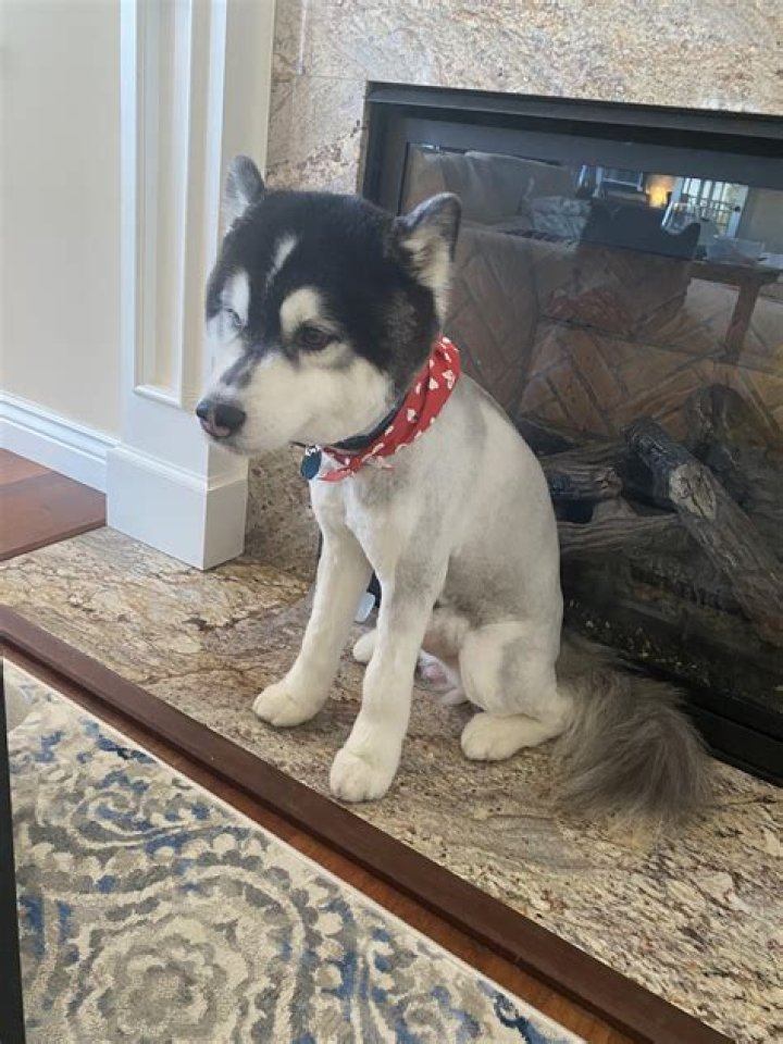 Should siberian huskies be shaved in summer?