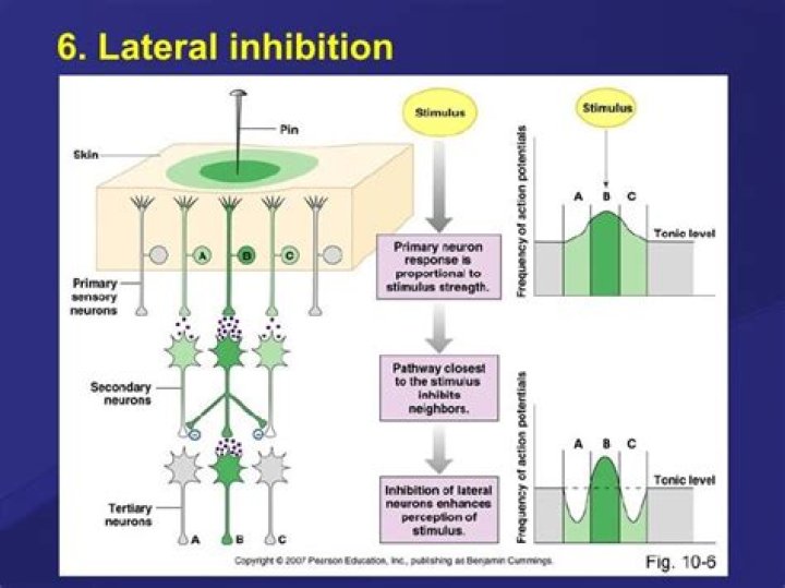 Was ist laterale inhibition?