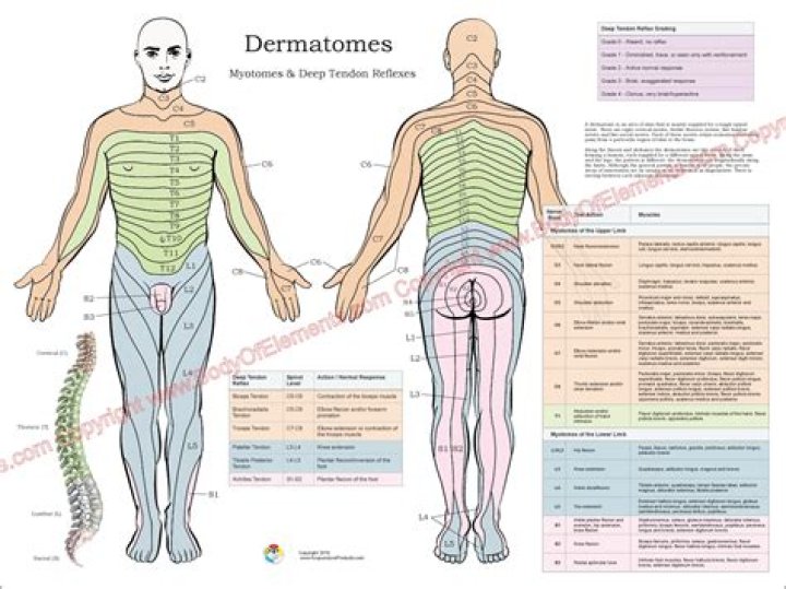 What does myotome mean?