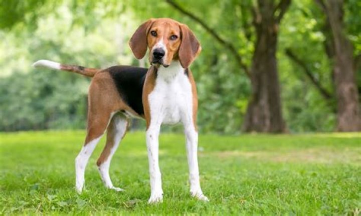 What is a foxhound dog?