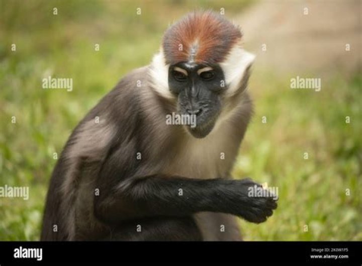 What is a mangabey monkey?