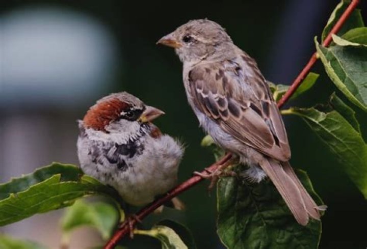 What is extra-pair copulations birds?
