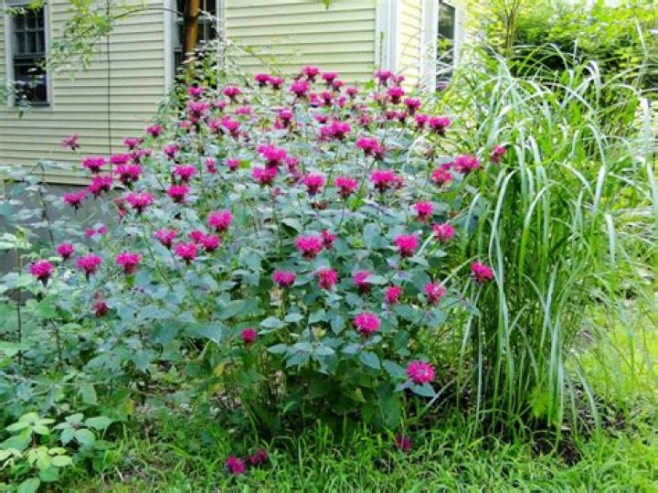 When does monarda didyma bloom?