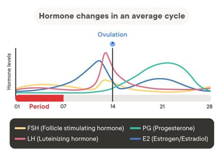 When does oestrogen peak?