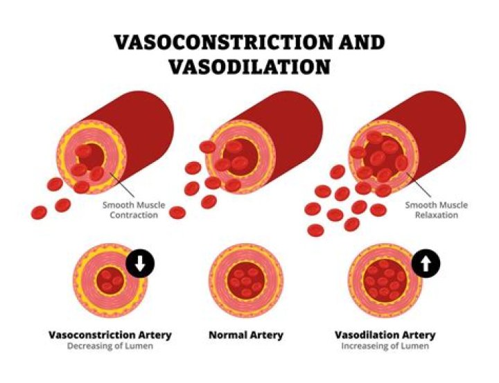 Where does vasodilation and vasoconstriction occur?