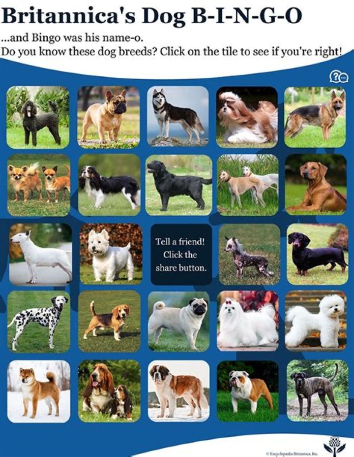 Which dog is bingo?