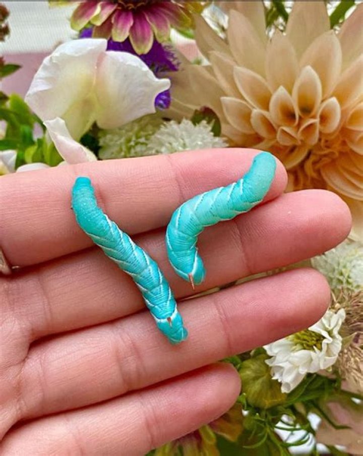 Why are hornworms blue?