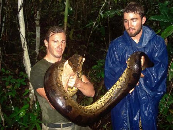 Why do snakes live in the understory?