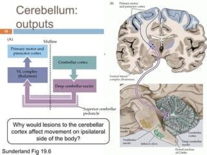 Why is cerebellum ipsilateral?