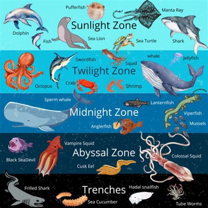 Why only few lives in bathypelagic zone?
